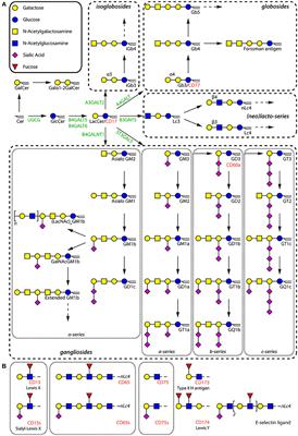 The Role of Glycosphingolipids in Immune Cell Functions